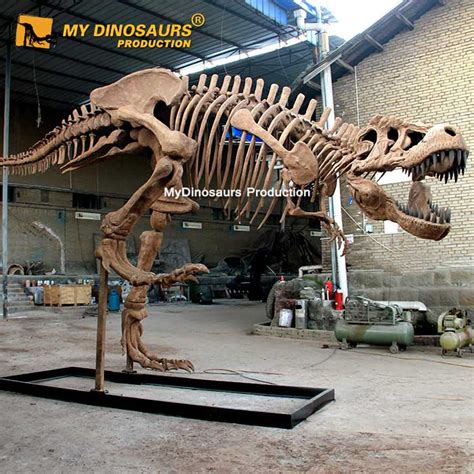 t rex skeleton for sale